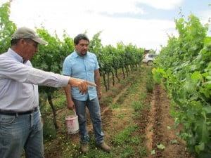 Gobierno se mantiene alerta por contaminación de viñas el Maule