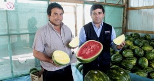 Agricultor de Maule produce sandías amarillas y sin semillas. Agricultor de Maule produce sandías amarillas y sin semillas.