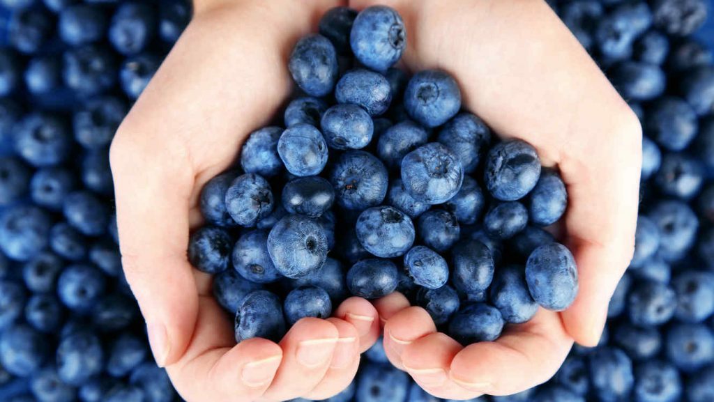 Alfaberries inauguró planta de procesos para exportar fruta fresca item-thumbnail