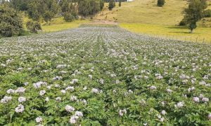 Programa está impulsando el desarrollo hortofrutícola en la Provincia del Ranco item-thumbnail