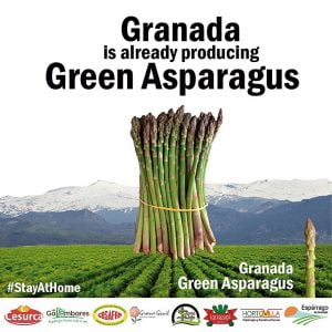 Las cooperativas granadinas garantizan el suministro de espárrago verde a los consumidores españoles y europeos item-thumbnail