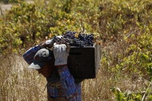 Inyectarán $2.700 millones a 700 pequeños agricultores de Ñuble item-thumbnail