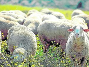 La gestión de las cooperativas frena las pérdidas en el sector del cordero en Aragón item-thumbnail