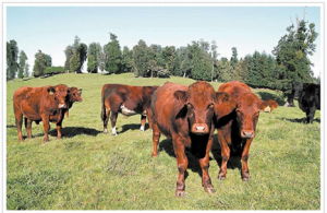 Agrollanquihue forma Cooperativa Agroganadera item-thumbnail