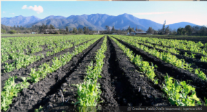 Chilenos desarrollan producto que ayuda a la agricultura en base a alga fosilizada item-thumbnail
