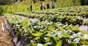 Indap en La Araucanía entrega más de $287 millones a agricultores víctimas de hechos de violencia item-thumbnail
