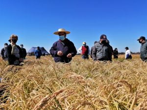 Arroz chileno supera en calidad y sustentabilidad a los importados Arroz chileno supera en calidad y sustentabilidad a los importados