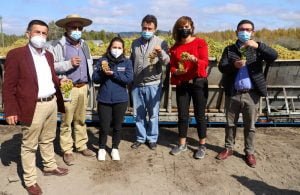 Ministerio de Agricultura compromete plan integral para abordar problemáticas de los viñateros del Itata Ministerio de Agricultura compromete plan integral para abordar problemáticas de los viñateros del Itata