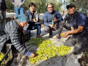 Productores Mapuche de Los Sauces Lanzan al Mercado Aceite de Oliva con Sello Originario.