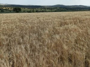 Cooperativas Agroalimentarias Estima «Merma» en la Campaña de Cereales por las Altas Temperaturas con Precios Históricos. Cooperativas Agroalimentarias Estima «Merma» en la Campaña de Cereales por las Altas Temperaturas con Precios Históricos.