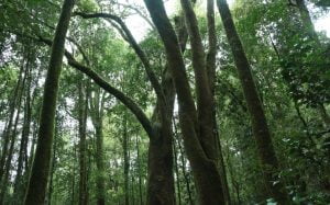 Un Nuevo Santuario de la Naturaleza Para Los Ríos, Declaración de Llancahue ya es Oficial. Un Nuevo Santuario de la Naturaleza Para Los Ríos, Declaración de Llancahue ya es Oficial.