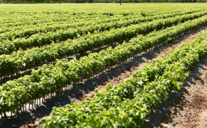 Lanzan plataforma web de exportación Plants from Chile. Lanzan plataforma web de exportación Plants from Chile.