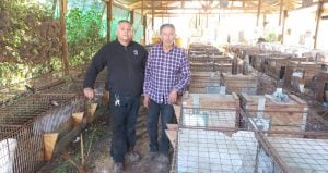 Productores de Tomates de Rengo y de Carne de Conejo de Malloa Destacan por sus Emprendimientos. Productores de Tomates de Rengo y de Carne de Conejo de Malloa Destacan por sus Emprendimientos.
