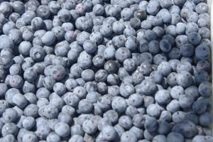 Productores de Arándanos y Hortalizas Serán Apoyados Para Transformación Tecnológica. Productores de Arándanos y Hortalizas Serán Apoyados Para Transformación Tecnológica.