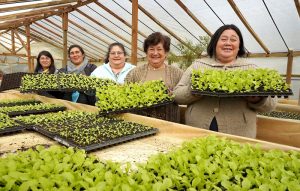 Cooperativa Tierra Fértil: Seis Mujeres de Los Muermos se Asociaron Para Dar Valor Agregado a sus Cultivos