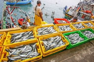 Proyecto de ley Promueve la Adquisición de Bienes y Servicios de Alimentación, en el Sistema de Compras Públicas, a Pequeños y Medianos Agricultores y Apicultores, Cooperativas Agrícolas y Pescadores Artesanales. Proyecto de ley Promueve la Adquisición de Bienes y Servicios de Alimentación, en el Sistema de Compras Públicas, a Pequeños y Medianos Agricultores y Apicultores, Cooperativas Agrícolas y Pescadores Artesanales.