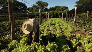 Diputado Donoso Hace Llamado al Gobierno a Generar las Condiciones Para Asegurar Abastecimiento de Insumos Para Sector Agrícola