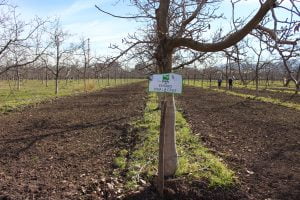 INIA La Cruz Publica Manual del Manejo Orgánico del Nogal INIA La Cruz Publica Manual del Manejo Orgánico del Nogal