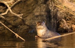 Ministerio del Medio Ambiente Declara Nuevo Santuario de la Naturaleza en Chiloé: Lagos Huillinco y Cucao Serán Protegidos Ministerio del Medio Ambiente Declara Nuevo Santuario de la Naturaleza en Chiloé: Lagos Huillinco y Cucao Serán Protegidos