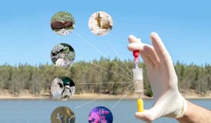 Ecogen: La Innovación que Logra Monitorear el Ambiente por el ADN Ecogen: La Innovación que Logra Monitorear el Ambiente por el ADN