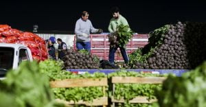 164 Pequeños Agricultores Alcanzan Ventas por 17.360 Millones de Pesos Gracias a Convenio INDAP – Lo Valledor