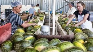 Cooperativas Agroalimentarias Elabora una Guía para Ayudar a sus Asociados a Implantar los Objetivos de la Agenda 2030 Cooperativas Agroalimentarias Elabora una Guía para Ayudar a sus Asociados a Implantar los Objetivos de la Agenda 2030