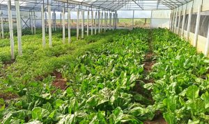 Cooperativas Agroalimentarias de Extremadura Valoran los Paros del Sector de Transporte