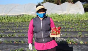 Gobierno Regional del Maule Aprobó $2.788 Millones para Pequeños Frutilleros Usuarios de INDAP Gobierno Regional del Maule Aprobó $2.788 Millones para Pequeños Frutilleros Usuarios de INDAP