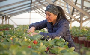 Convenio INDAP-Unimarc: Un Centenar de Productores de Hortalizas se Capacita en Higiene e Inocuidad Convenio INDAP-Unimarc: Un Centenar de Productores de Hortalizas se Capacita en Higiene e Inocuidad