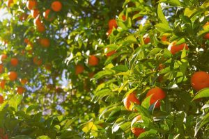El Plan de Seguros Agrarios en las Cooperativas Entra Este Miércoles en Vigor El Plan de Seguros Agrarios en las Cooperativas Entra Este Miércoles en Vigor
