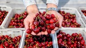 Puerto de China Abre Ruta Marítima Directa Para Importaciones de Cerezas Chilenas Puerto de China Abre Ruta Marítima Directa Para Importaciones de Cerezas Chilenas