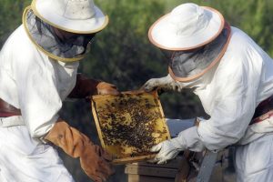 En Santa Bárbara Nace la Asociación Gremial de Apicultores Para Ayudar y Potenciar a Emprendedores del Rubro item-thumbnail