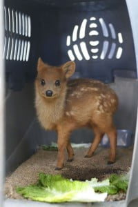 Personal del SAG atiende rescate de un Pudú Personal del SAG atiende rescate de un Pudú
