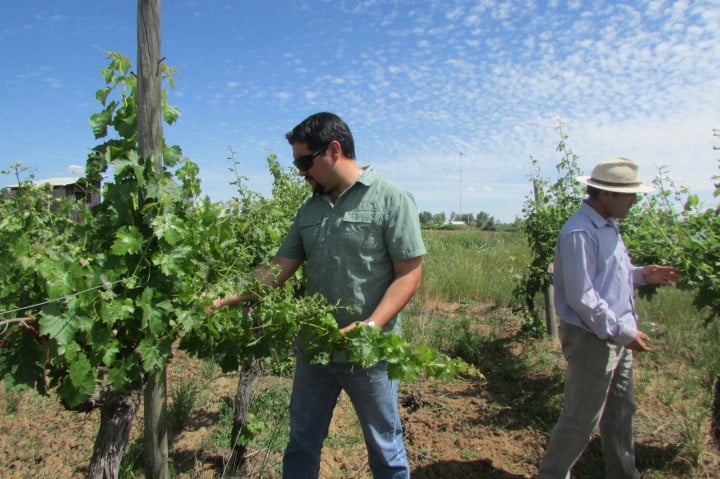 Agricultores denuncian grave daño en viñedos por fungicida contaminado