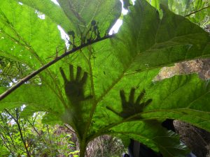 Bosque Valdiviano, Nalca