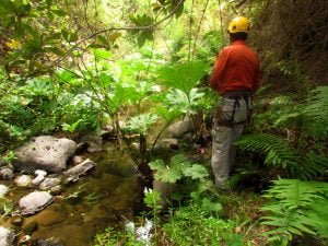 Trekking por el bosque