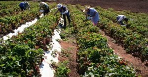 El rol de las mujeres en el mundo cooperativo agrícola item-thumbnail