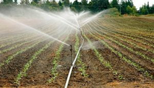Agro utiliza el 72% del agua; y un 12% es para consumo humano: Experto explica cuál es la situación en Chile item-thumbnail