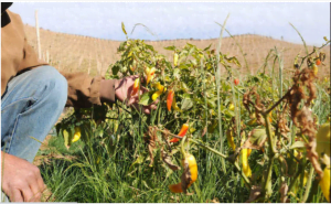Proponen bono para apoyar a agricultores y campesinos item-thumbnail