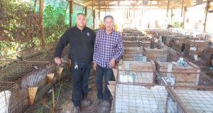 Productores de Tomates de Rengo y de Carne de Conejo de Malloa Destacan por sus Emprendimientos.