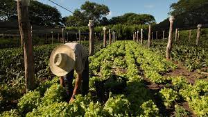 Villa Tres Hermanos de la localidad de Colín Impulsa el Cultivo Agrosustentable de Hortalizas y Frutas Villa Tres Hermanos de la localidad de Colín Impulsa el Cultivo Agrosustentable de Hortalizas y Frutas