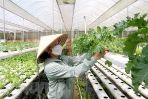 Aprueban Proyecto de Apoyo a Cooperativas Dirigidas por Mujeres en Vietnam item-thumbnail