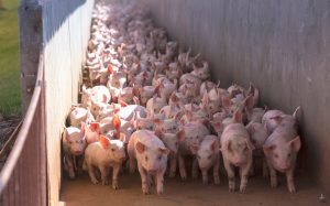 Ministerio del Medio Ambiente Anuncia la Primera Norma de Olores en Chile: Regula las Emisiones del Sector Porcino item-thumbnail