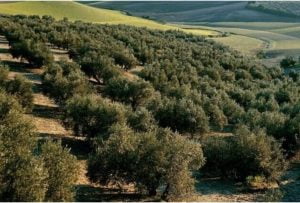 Las Cooperativas Piden Inspecciones «Ágiles y Eficaces» que Garanticen la Calidad del Aceite de Oliva Las Cooperativas Piden Inspecciones «Ágiles y Eficaces» que Garanticen la Calidad del Aceite de Oliva