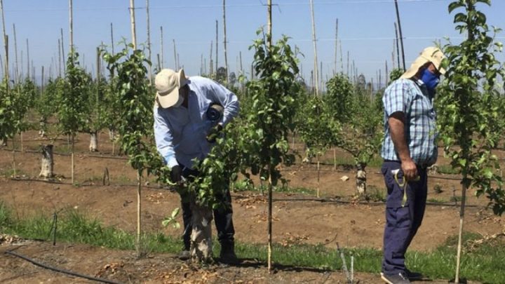 Gremio de Agricultores Admiten Diálogo con Gobierno Para Obtener «Visa Fácil» a Ciertos Extranjeros