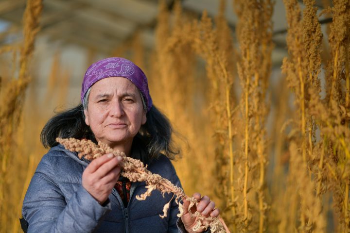Agricultora Julia Muñoz Cosechó La Primera Producción de Quinua Bajo Invernadero en Puerto Natales 