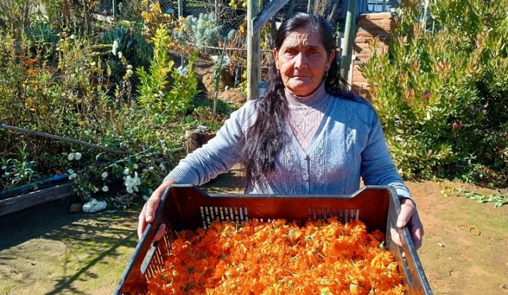Agricultora De Chanco Olga Quintana Produce Caléndulas Agroecológicas Para Hacer Aceites Esenciales