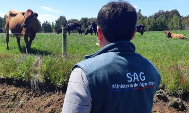 Sindicato del Servicio Agrícola de Aysén Exige que se Detenga el “Amedrentamiento” Judicial Contra Trabajadores