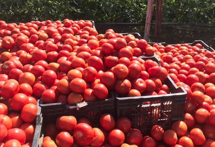 Cooperativa Tradiciones del Valle del Limarí Concretó Venta de 20 Mil kilos de Tomates Para Colaciones de Junaeb